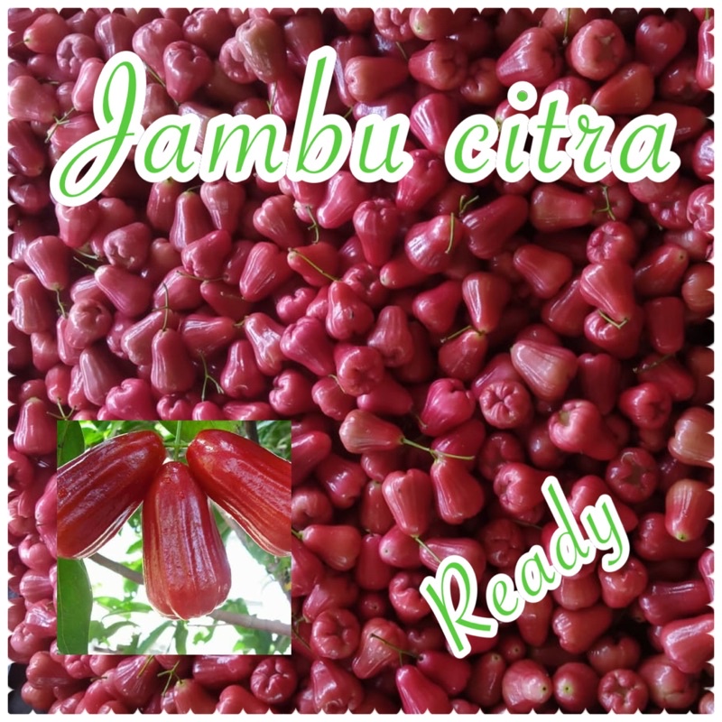 

BUAH JAMBU AIR CITRA JUMBO GRADE A SEKILO ISI 10-12 PER 500gram isi 5-6