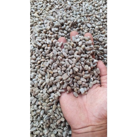 benih bibit sepora porang satuan