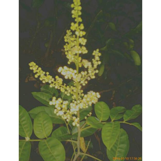 Ny4R Bibit Kelengkeng Aroma Durian Berbunga  Bibit Buah Kelengkeng Murah 