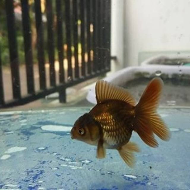Goldfish/ikan mas koki oranda rosetail baby