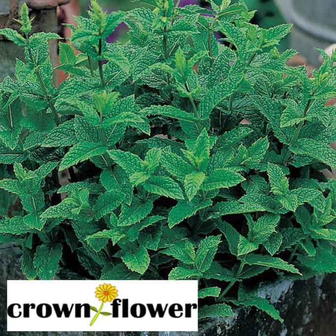 

Siap Kirim Benih Sayuran Herbal Mint F1 Mr.Fothergill Segera Dapatkan