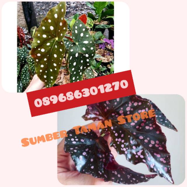 Tanaman hias begonia - paket tanaman begonia