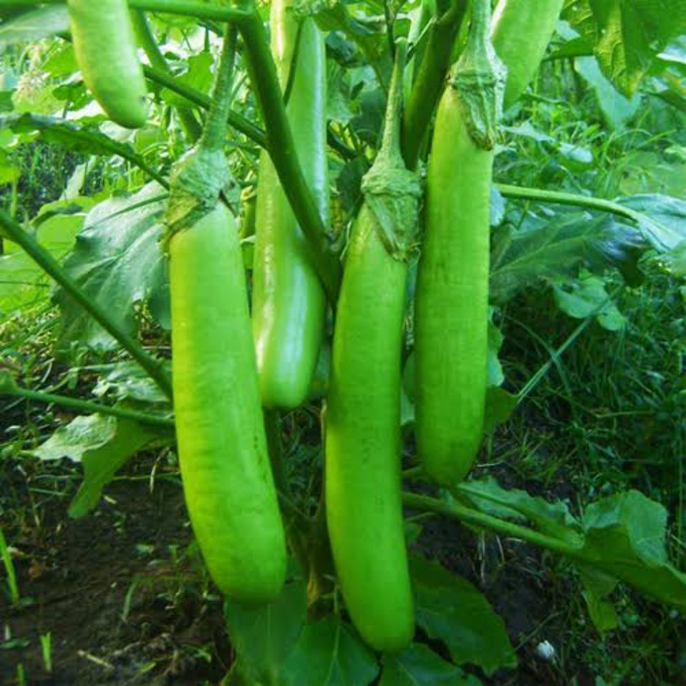 100 bibit terong hijau lokal mudah tumbuh