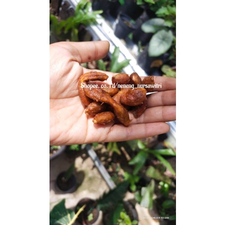 

asem jawa kupas matang fresh 250 gram