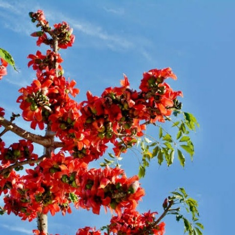 Bibit Bunga Tabebuya Merah / Pohon Tabebuya Merah 80cm-1meter