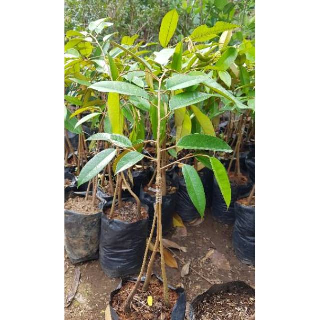 Durian duri hitam kaki 3