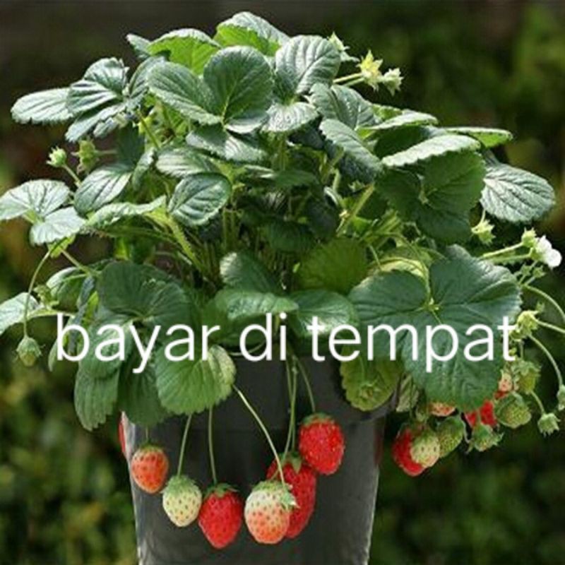bibit  buah strowberi/stroberi