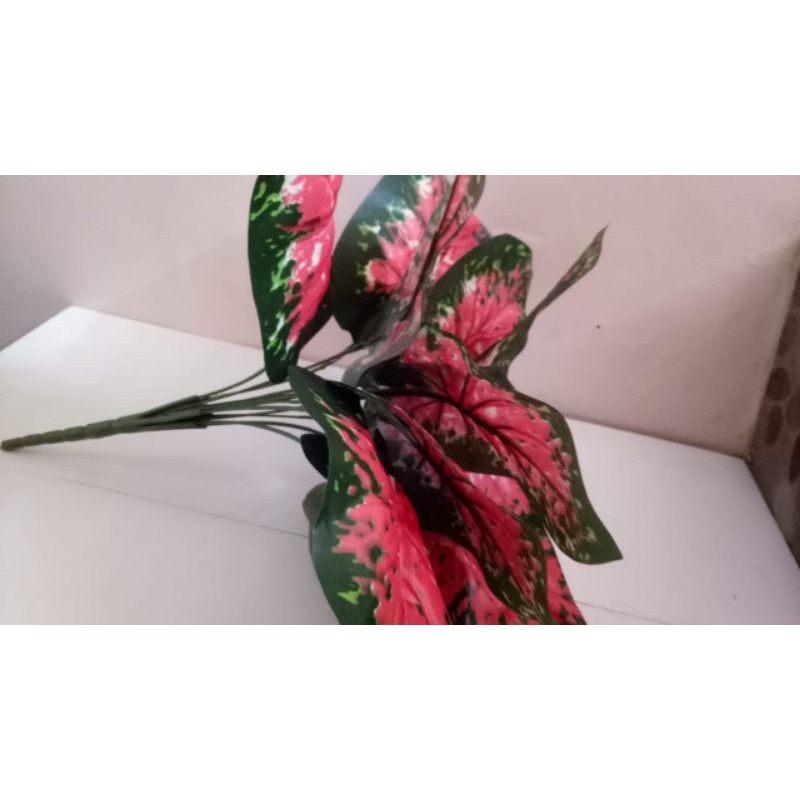 daun sri rejeki merah