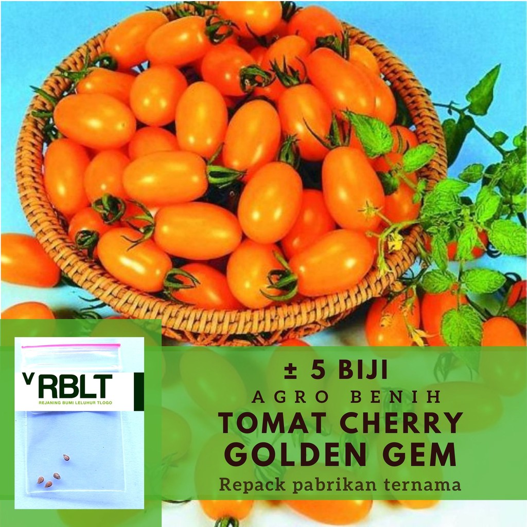 4 Bibit Tomat Ceri Orange Golden Gem F1 Benih Seribuan Sayuran Tomat Cherry Buah ceri Hidroponik Che