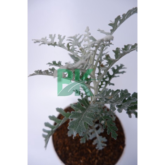 Silver dust daun kecil - TANAMAN SILVER DUST PRODUK PUTRI SALJU Daun Runcing bunga kembang hias murah