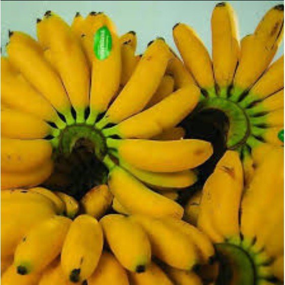 Bibit Pisang Mas