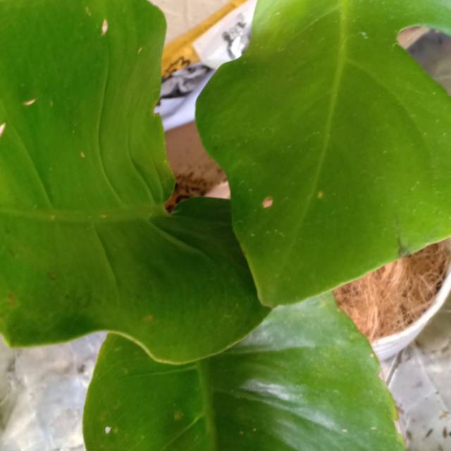 Monstera Varigata Kuning Shopee Indonesia