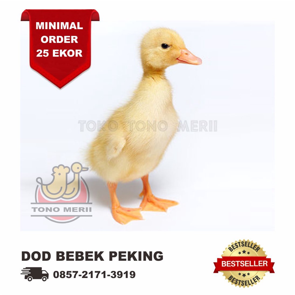 Anak Bebek Peking DOD - 25 Ekor