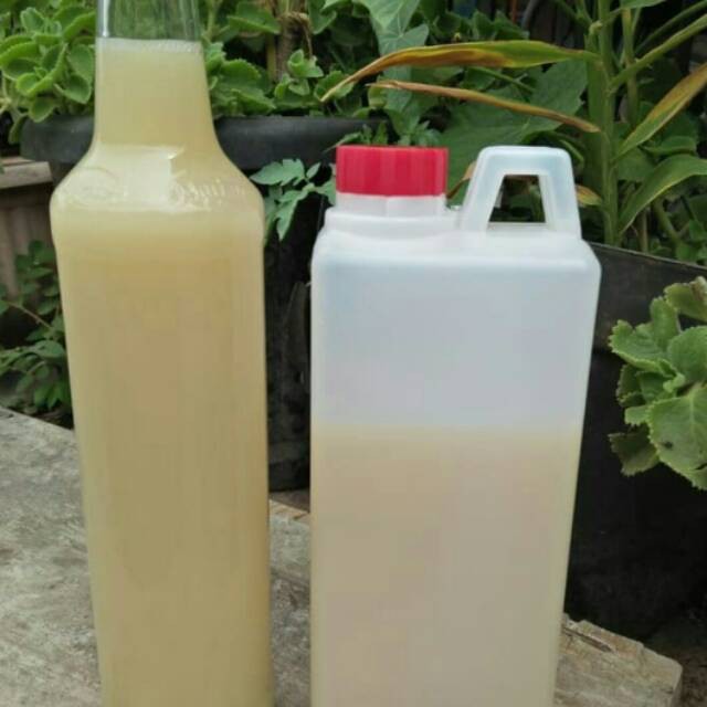 

Promo Madu putih murni hutan Sumbawa 1kg Original