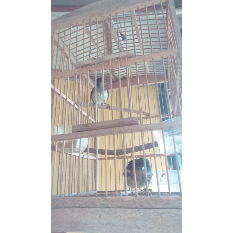 Burung kacer trotolan