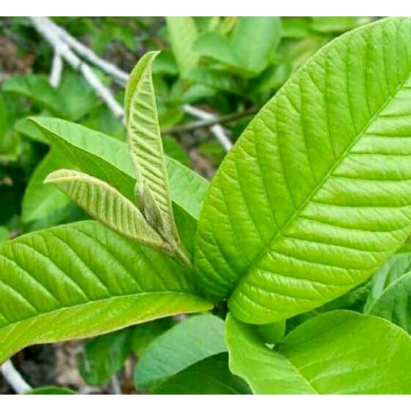 

100gr Daun Jambu Segar