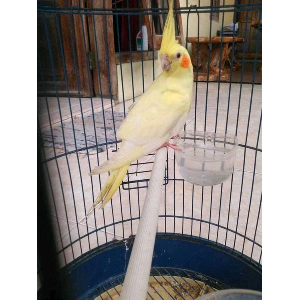 burung falk