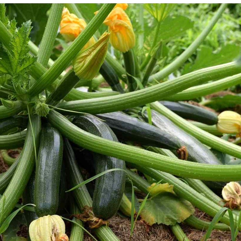 2 Bibit Zucchini Hijau Jewel F1 Hibrida Benih Sayuran Timun Jepang Zuchini Tanaman Sayur Berkualitas