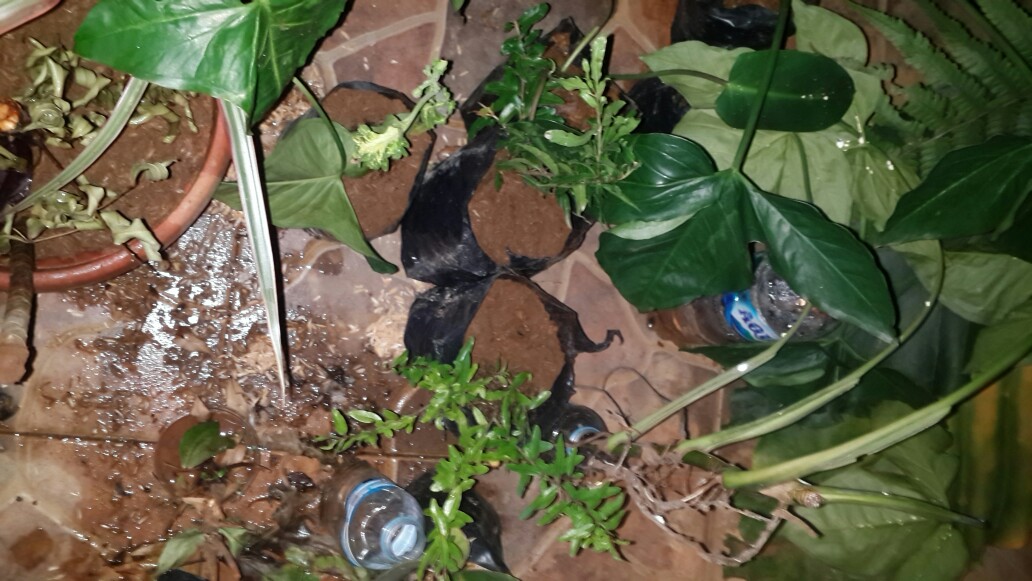 Bibit Delima Dapat 2 Pohon Sedang Berbunga