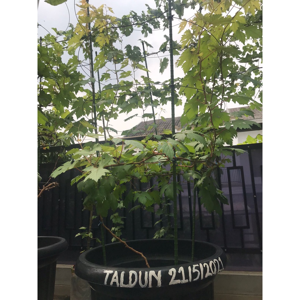 Entres Anggur  Import 4 MATUN Ningrat Mondrop, Reco Pentung, CRV, Gosv