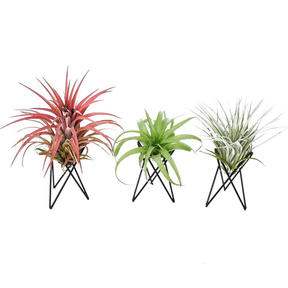 REBUY Air Plant Holder Iron Nordic Style Tabletop Ornament Rak Taman Pot Bunga Berdiri Tillandsia Stand