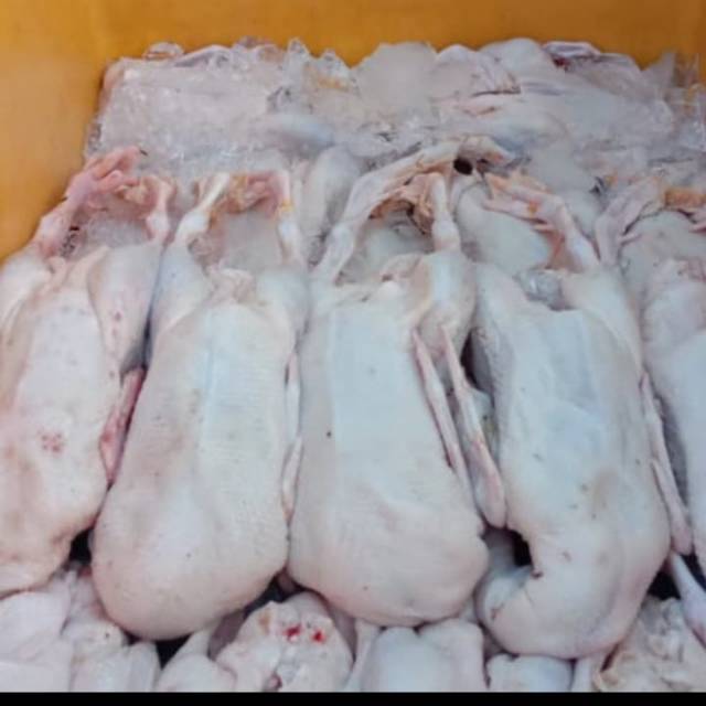 

Daging bebek hibrida murah 1 kg