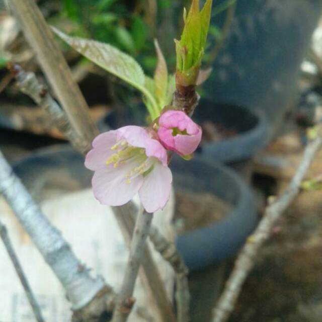 Pohon Bunga Sakura Jepang 1M