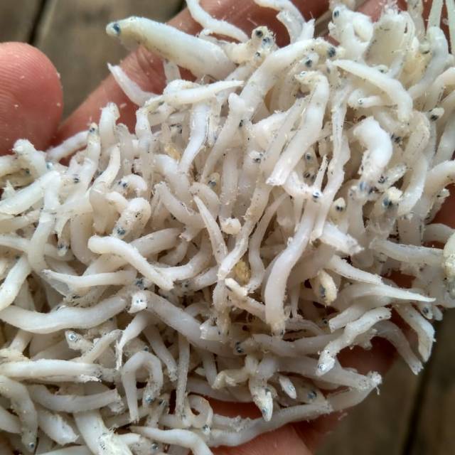 

Teri nasi sibolga