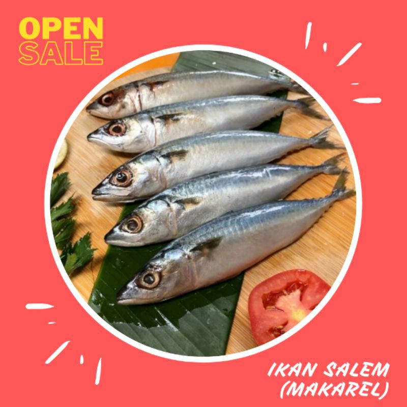 

IKAN SALEM MAKAREL Segar