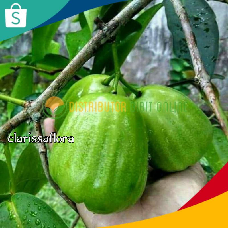 BIBIT JAMBU AIR HIJAU - POHON JAMBU AIR