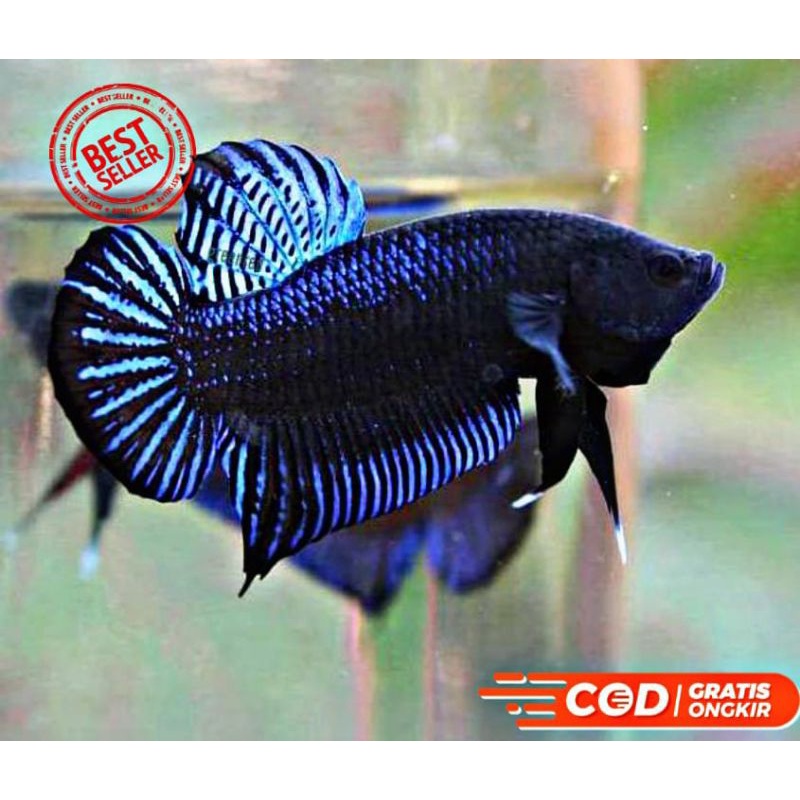 Cupang / Ikan Hias/Bagan Medan MDS / VIP Betta Fighter / Cupang Aduan