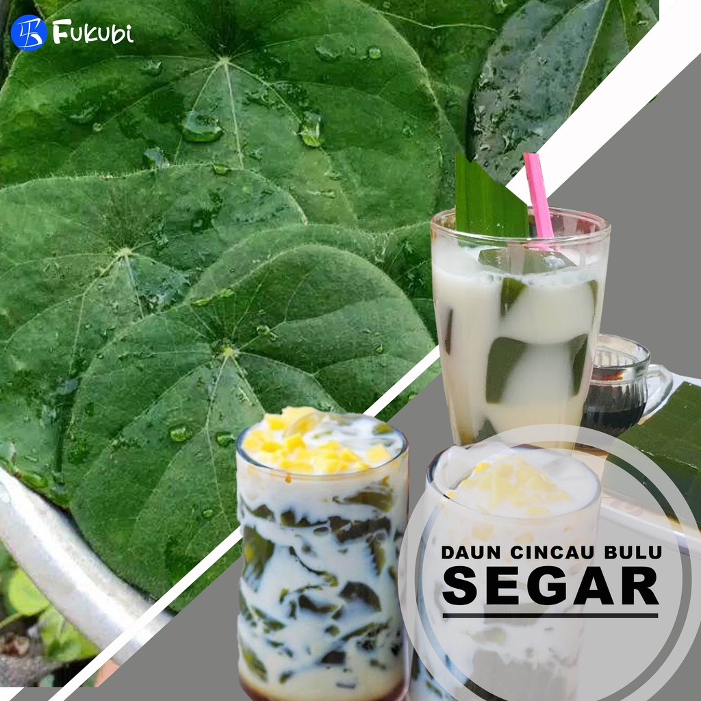 

Daun Cincau Hijau Bulu Jely Jepang Caon Segar Fresh Dipetik 13 Lembar Rp.5000 Jadi Minuman Segar Tanpa Pestisida