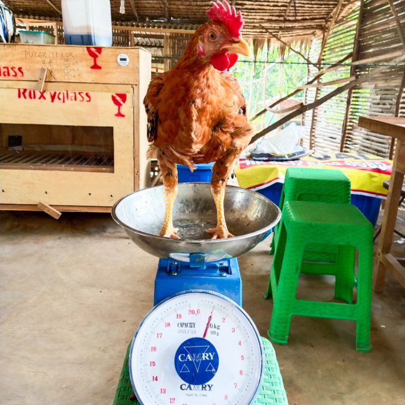 

Pusat Ayam Kampung Segar Di Palembang