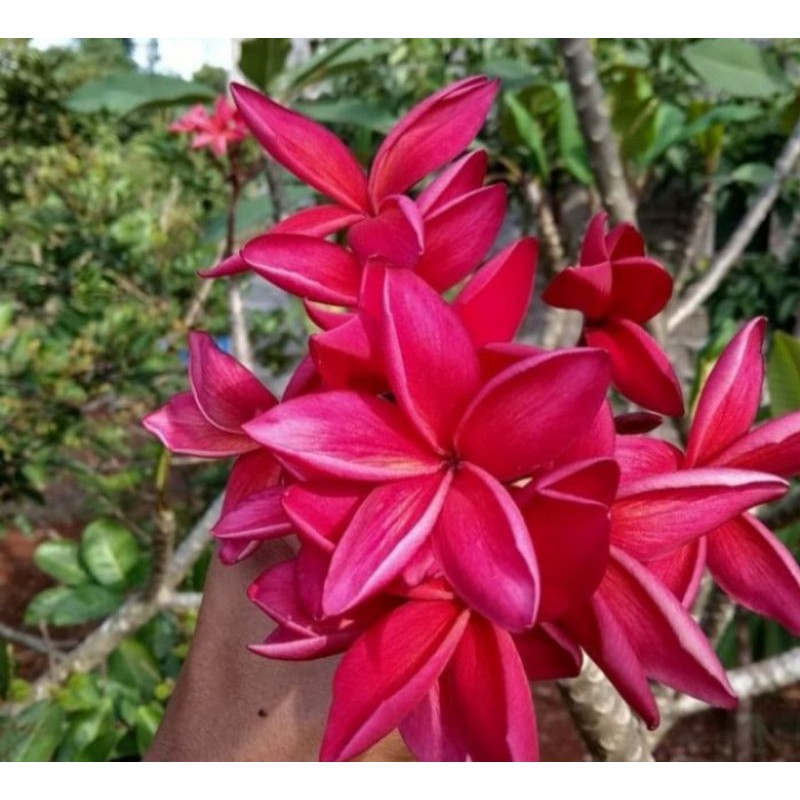 Bibit Stek Kamboja Jepun Plumeria Warna Merah - Kamboja Merah Fanta