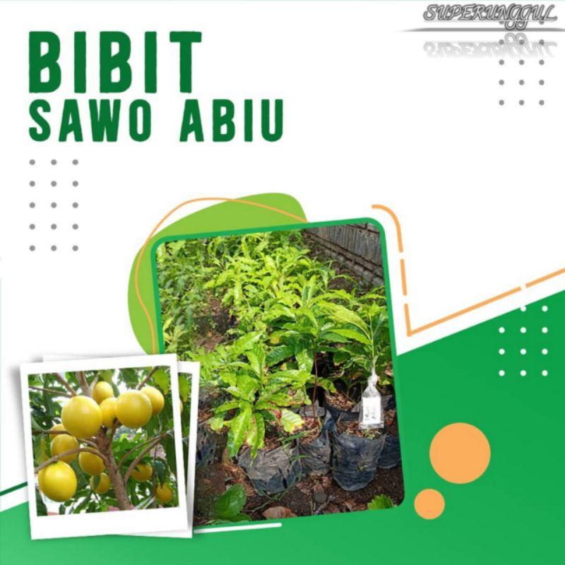 Bibit Sawo Abiu super