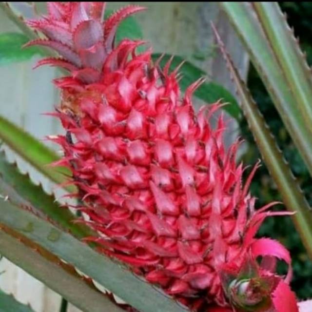 Pohon Nanas Merah- Bibit Pohon Nanas Merah