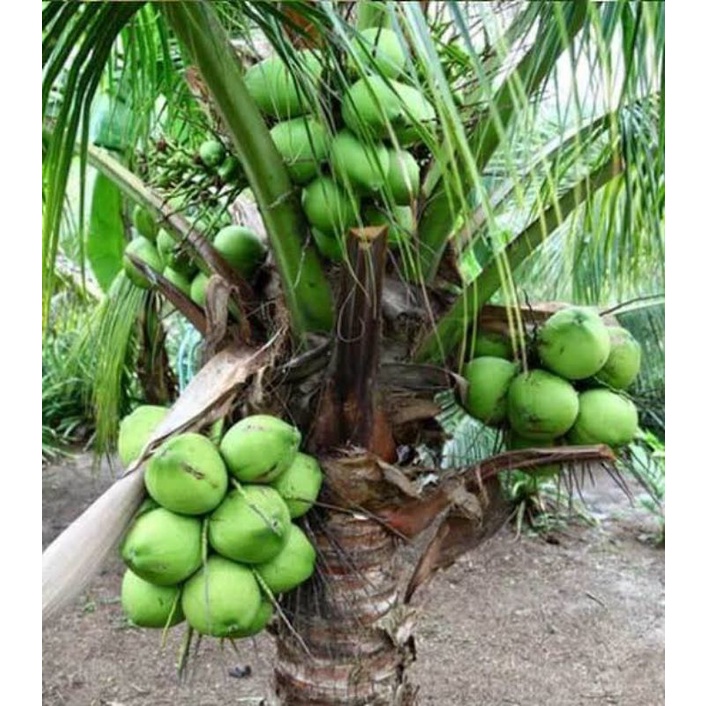 Bibit kelapa pandan wangi asli