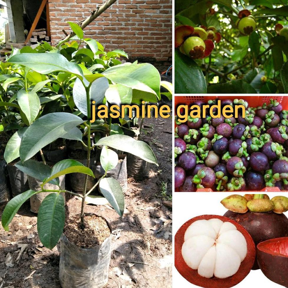 KW ASLI BIBIT BUAH MANGGIS MERAH BANGKOK SUPER NH”