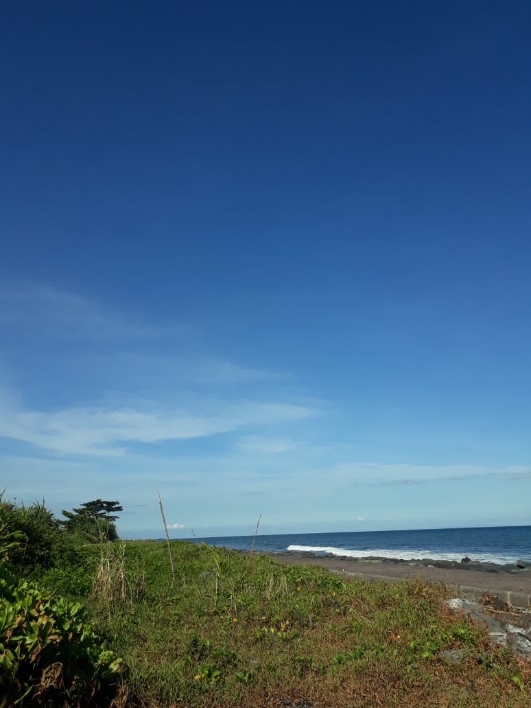 Benih Cabai Rawit Putih - Sigantung - Bintang Asia - Citra Asia - Rawit Setan