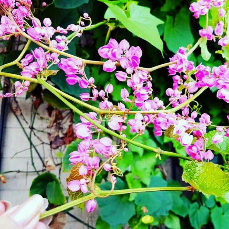 Benih bunga air mata pengantin