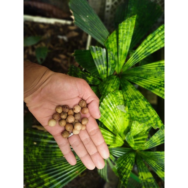 Biji Licuala Mapu (perbiji)