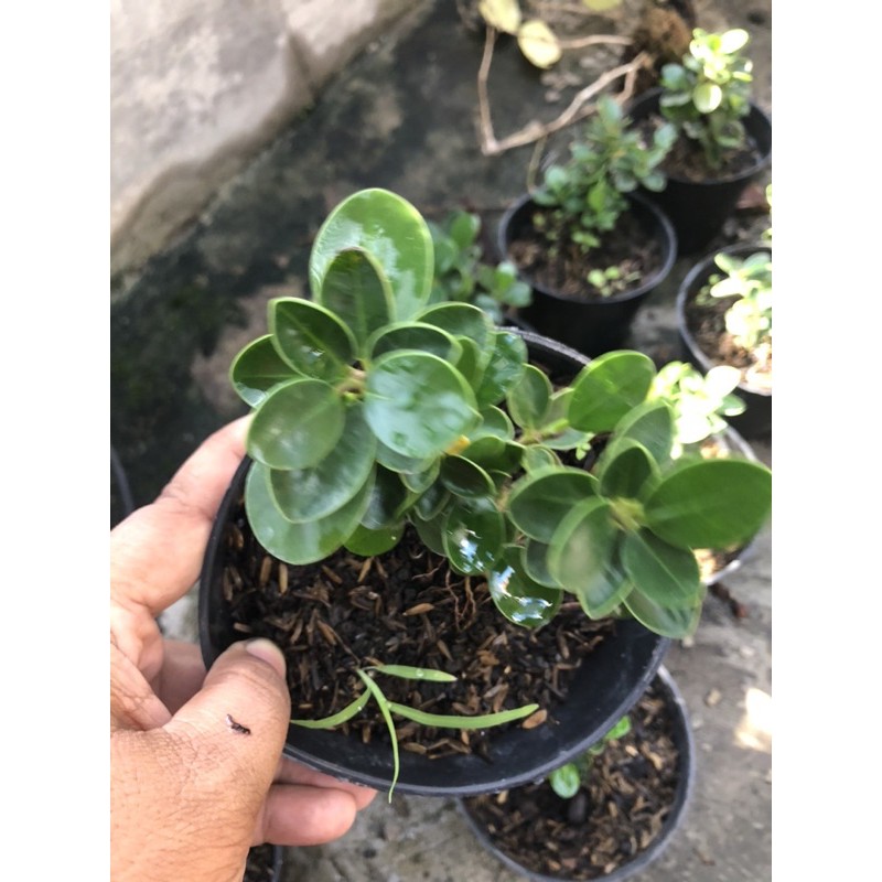 dolar mangkok bahan bonsai