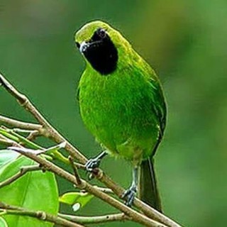 Pet Murai Batu Murai Batu Medan Sumatra Muda Hutan Perawatan