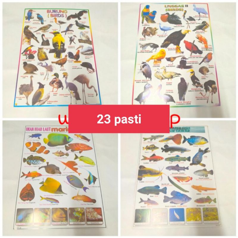 

poster ikan /burung (bahasa Inggris Indonesia)