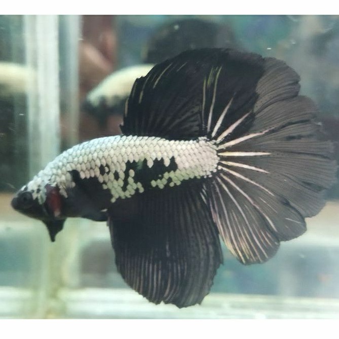IKAN CUPANG HALFMOON BLACK SAMURAI