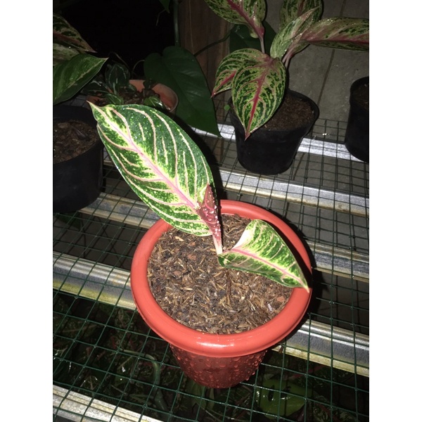 BABY AGLONEMA PRIDE OF SUMATRA//ANAKAN RED SUMATRA