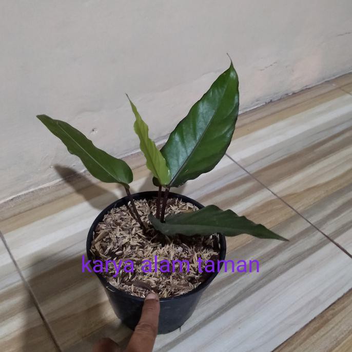 Bibit Tanaman Hias Anthurium Black Beauty/Pohon Anthurium Black Beauty