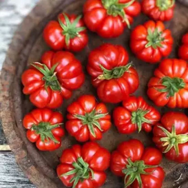 150 BUTIR BIJI/BENIH TOMAT KERITING MAWAR ( COCOK UNTUK BUAT SAMBAL)