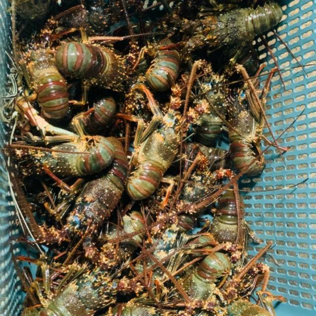 Lobster Laut / Lobster Air Asin / Lobster HIDUP /Lobster Segar 1 kg