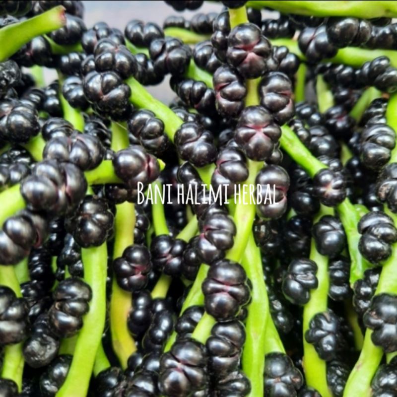 

Buah Angkung Segar Organik Obat Stroke 200 Biji + Bonus 10 Biji